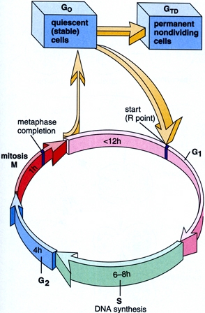 poza despre ciclo cellulare